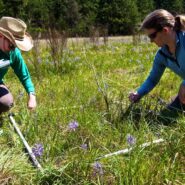 CNLM staff monitoring native plants