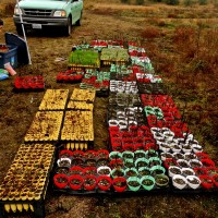 Native plants grown in the greenhouse ready to be planted into restoration sites