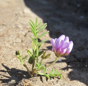 Alkali Grasslands Photo 3_Astragalus tener tener