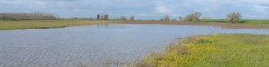 Alkali Grasslands
