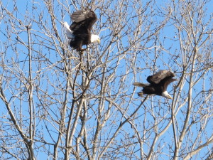 Bald eagles at the Keeney Preserve