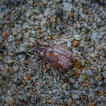 Casey's June Beetle_Darkroom-tn