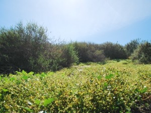 Pacifica San Juan