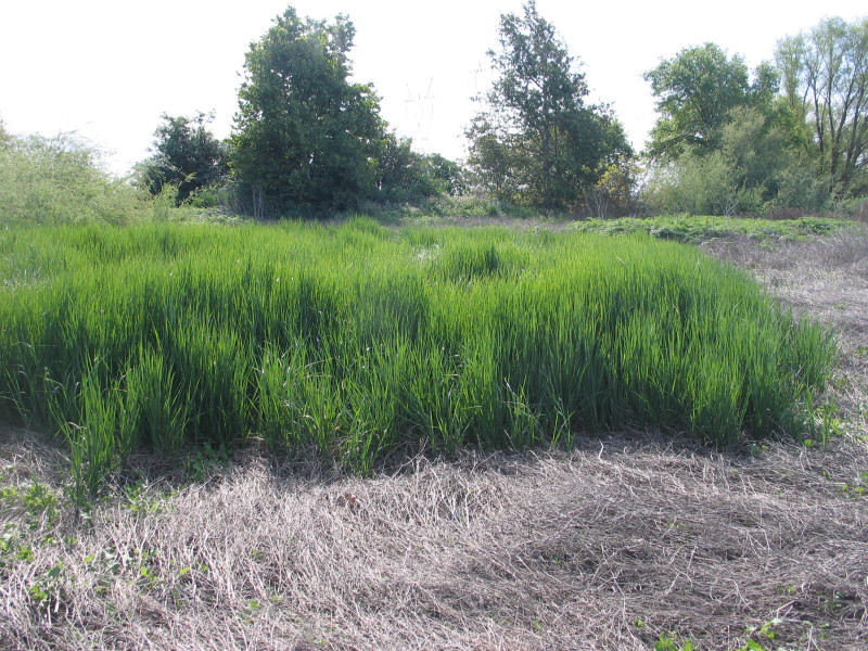 Pace Preserve Elymus triticoides Grassland