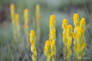 Golden Paintbrush