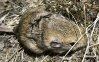 San Joaquin pocket mouse