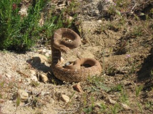 Red diamond rattlesnake