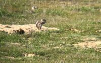 San Joaquin antelope squirrel