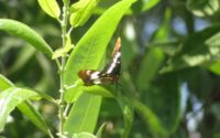 Lincoln butterfly-tn