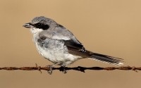 Loggerhead Shrike