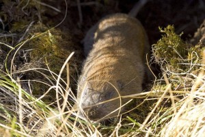 MGopher (Rod Gilberet)