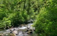 Molalla River and Riparian Habitat-tn