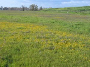 Alkali Grasslands Photo 1