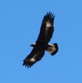 N034 Dublin Ranch Photo 3_2011-07-19_Golden Eagle Photo 6