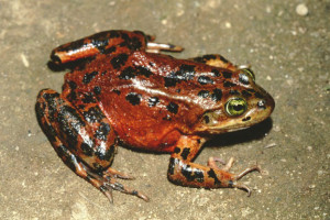 OR Spotted Frog (WA Dept FW)