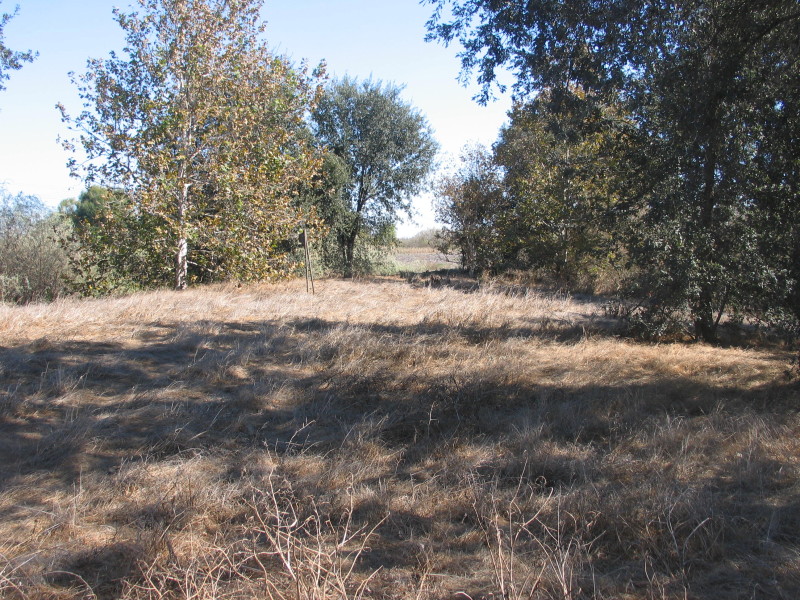 Pace Preserve Oak Woodland