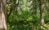 Old Growth Forest-tn
