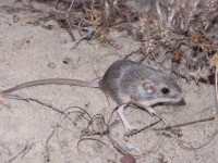Pacific Pocket Mouse; Photo by USFWS