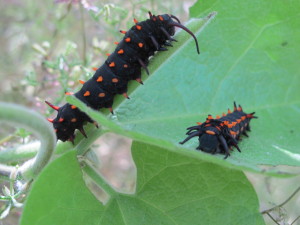 Pipevine swallowtail butterfly larvae at the Keeney Preserve