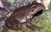 Red Legged Frog