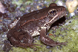 Red Legged Frog