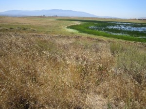 Receding pool, vegetation rings