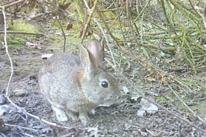 Riparian brush rabbit_CNLM 2022