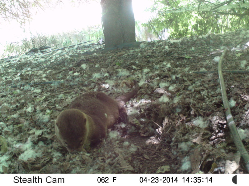 Pace Preserve River Otter