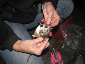 Small Mammal Trapping at Wilson Valley