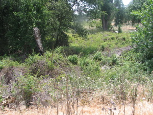 Typical Brush Rabbit Habitat