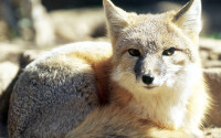 Vulpes velox