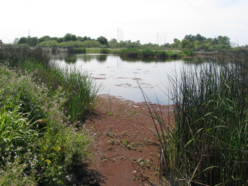 Pace Preserve Wetland Habitat