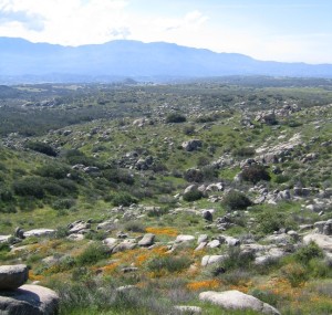 Wilson Valley in Spring