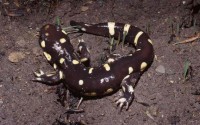 California Tiger Salamander