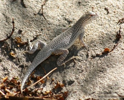 Coachella Valley Fringe Toed Lizard