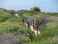 CNLM Dana Point Preserve public trail with California Encelia in bloom